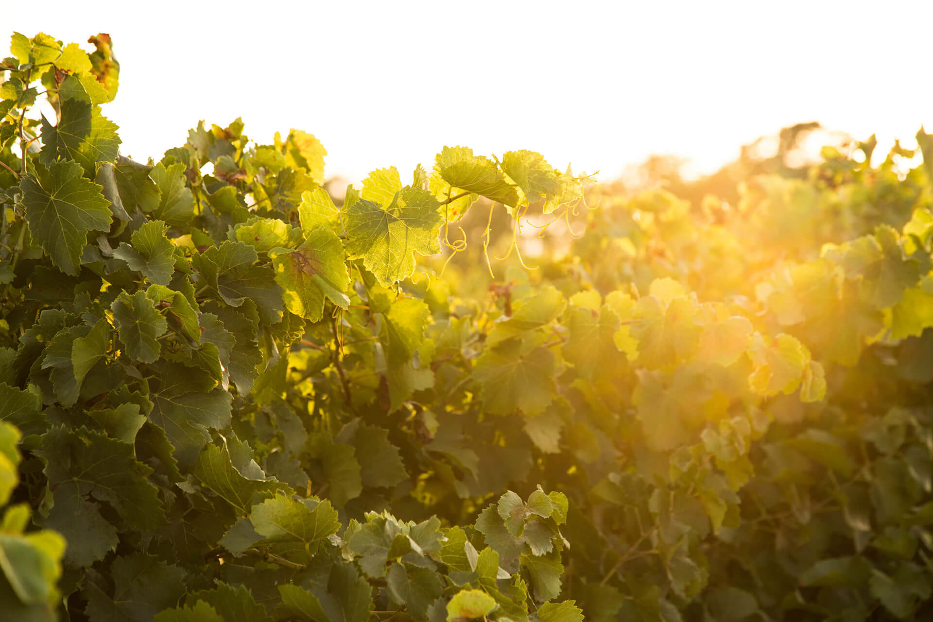 Chateau Leoube, South of France, Bamford, Organic, Greenery, Landscape, Sun Light, Sun Set