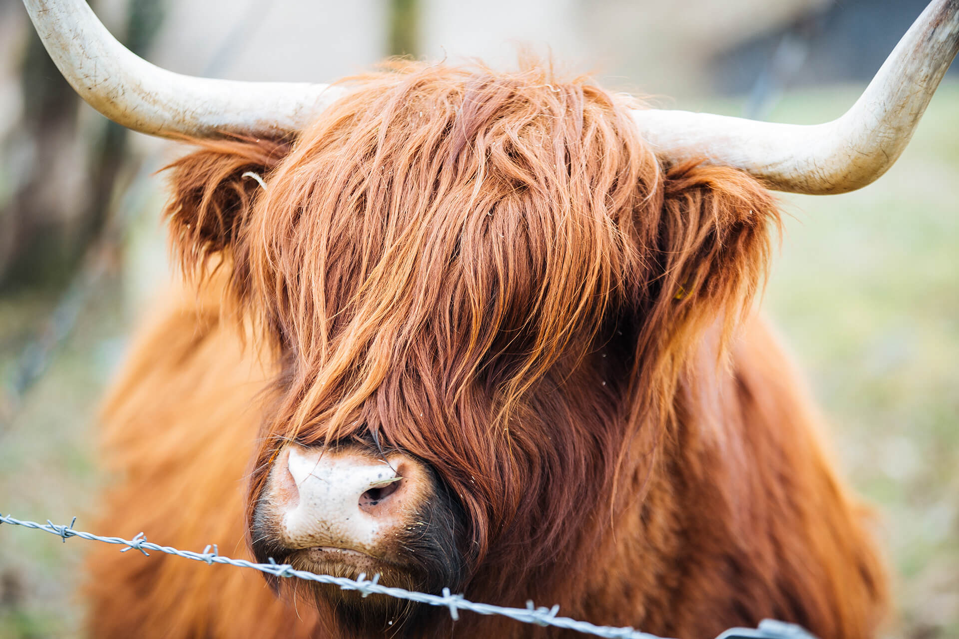 Highland Cattle, Wild Britain, Barbour, Field Animal, Agency, WeAreShuffle, Shuffle