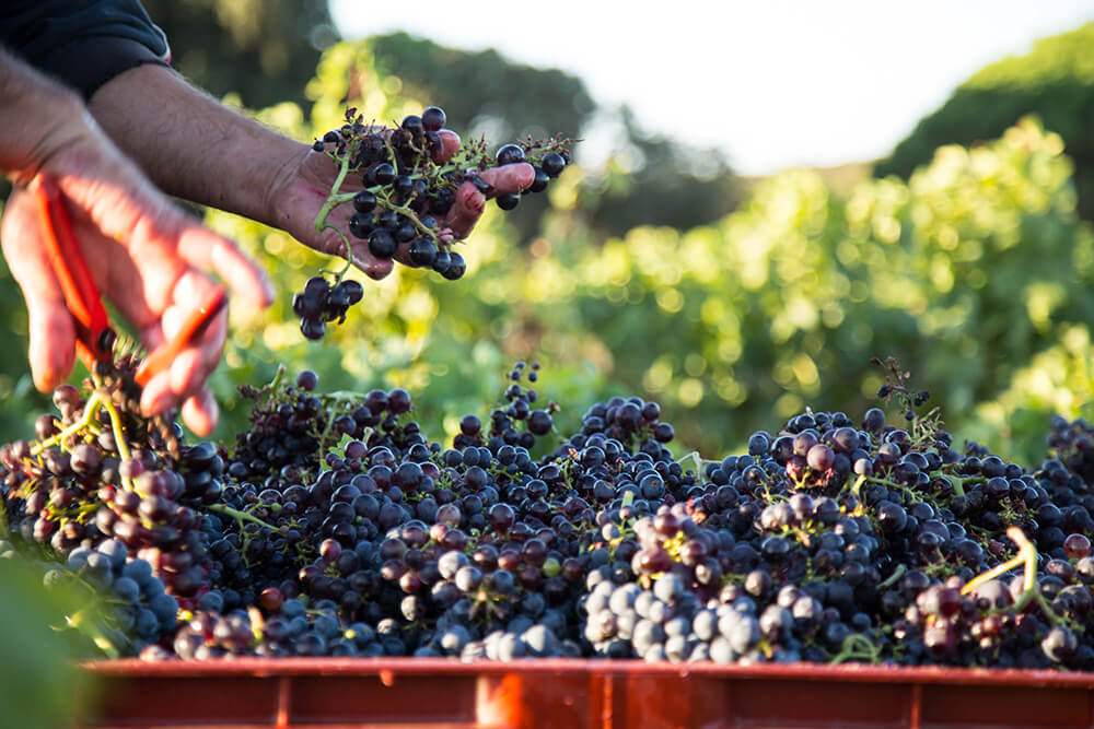 Chateau Leoube, Rose, Wine, South of France, Bamford, Organic, Grapes, Hand, Bushes