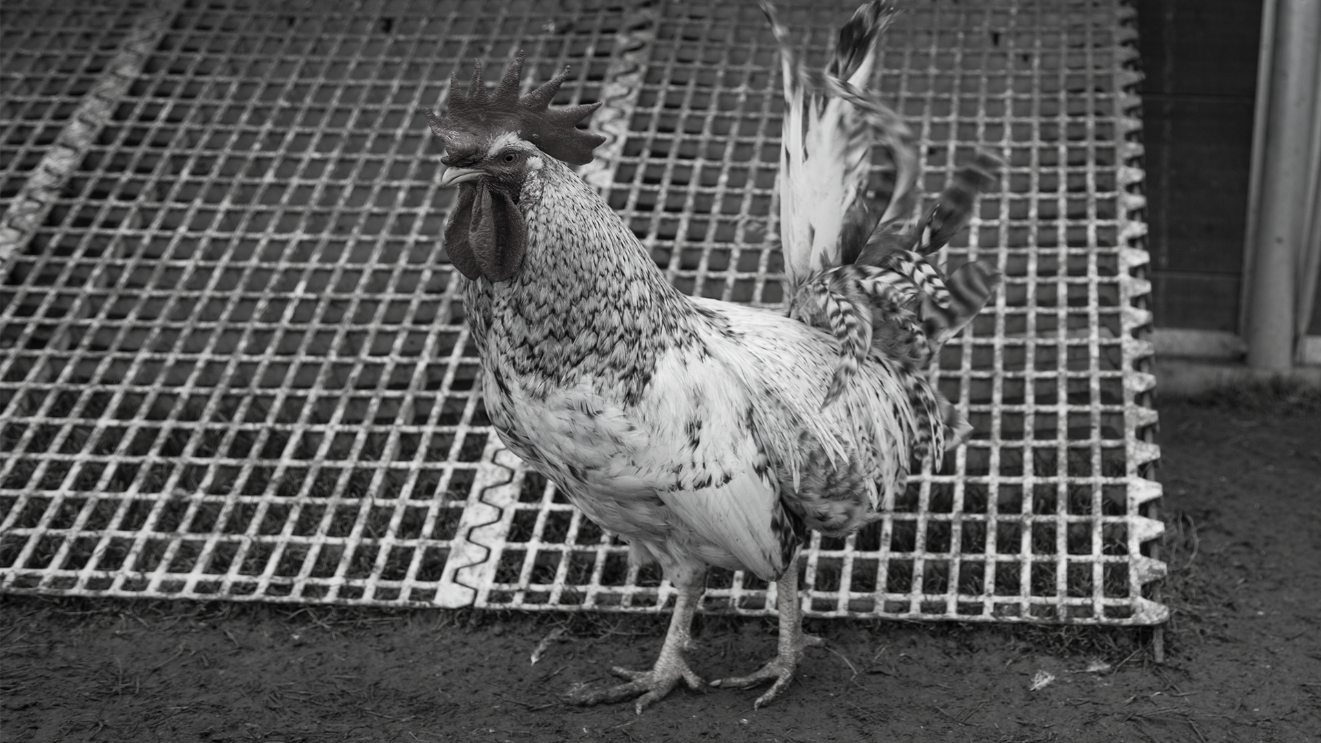 Organic, Photography, Food, Provenance, Daylesford Organic, British Food, Eat Healthy, Photography, WE ARE SHUFFLE